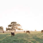 34-horses-california-landscape